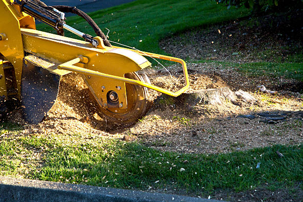 The Steps Involved in Our Tree Care Process in Spring Hill, FL